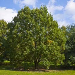 Quercus bicolor